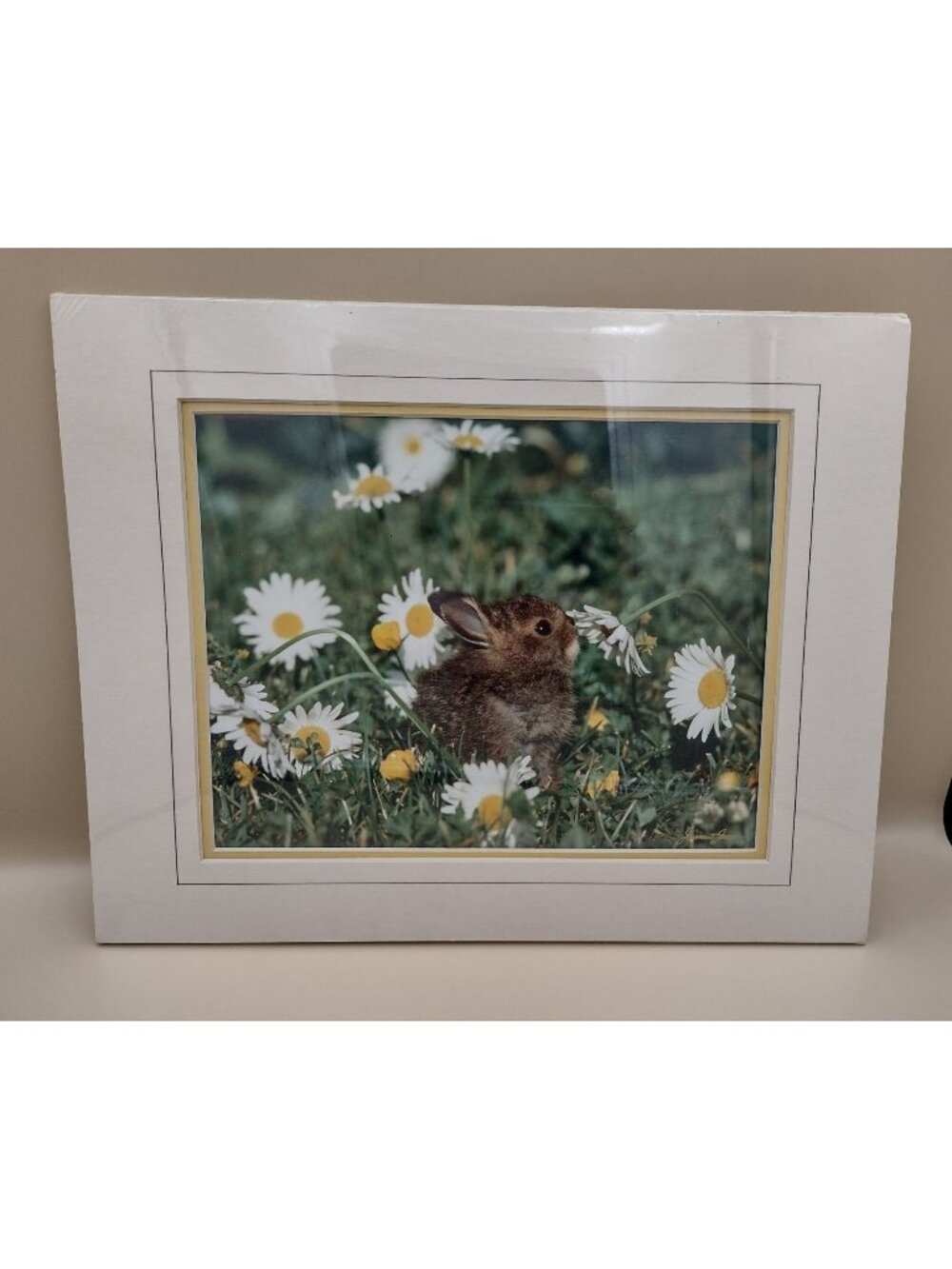 Baby Bunny & Daisies Framed Print By James T. Jones 12" X 14" Nature Art Decor
